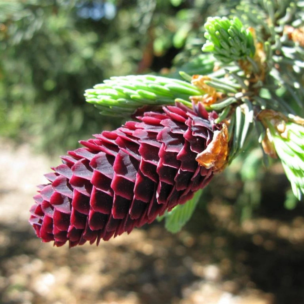 LIJIANG SPRUCE Picea Likiangensis - 15+ SEEDS