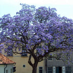 PRINCESS TREE Paulownia Tomentosa - 1000 SEEDS