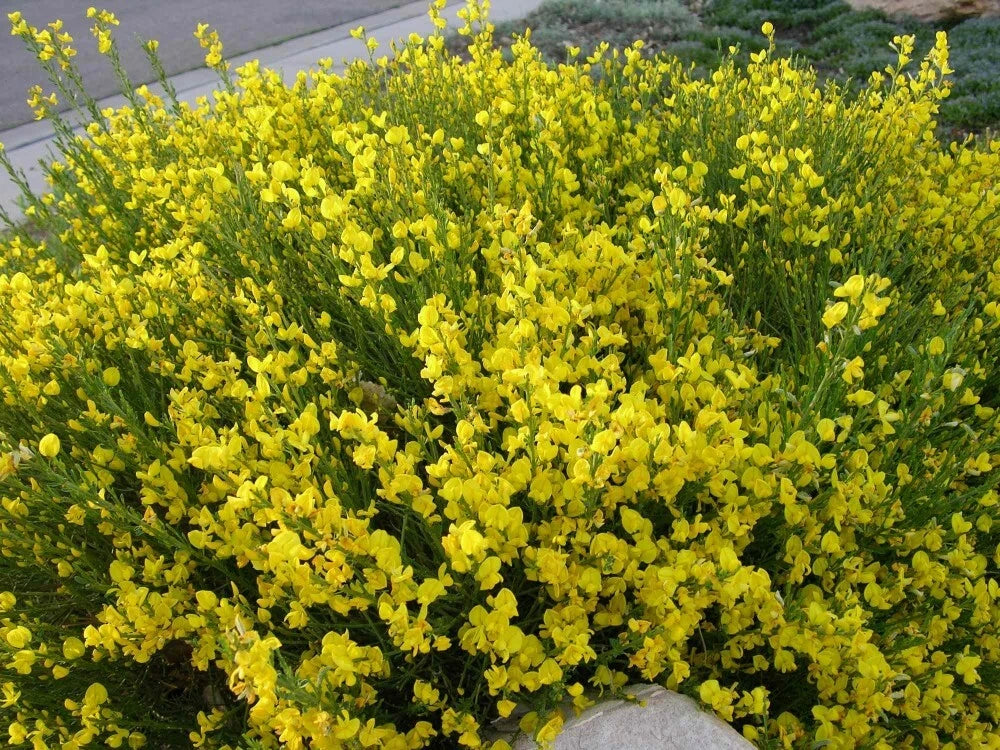 SCOTCH BROOM Cytisus Scoparius - 25 SEEDS. FREE S&H