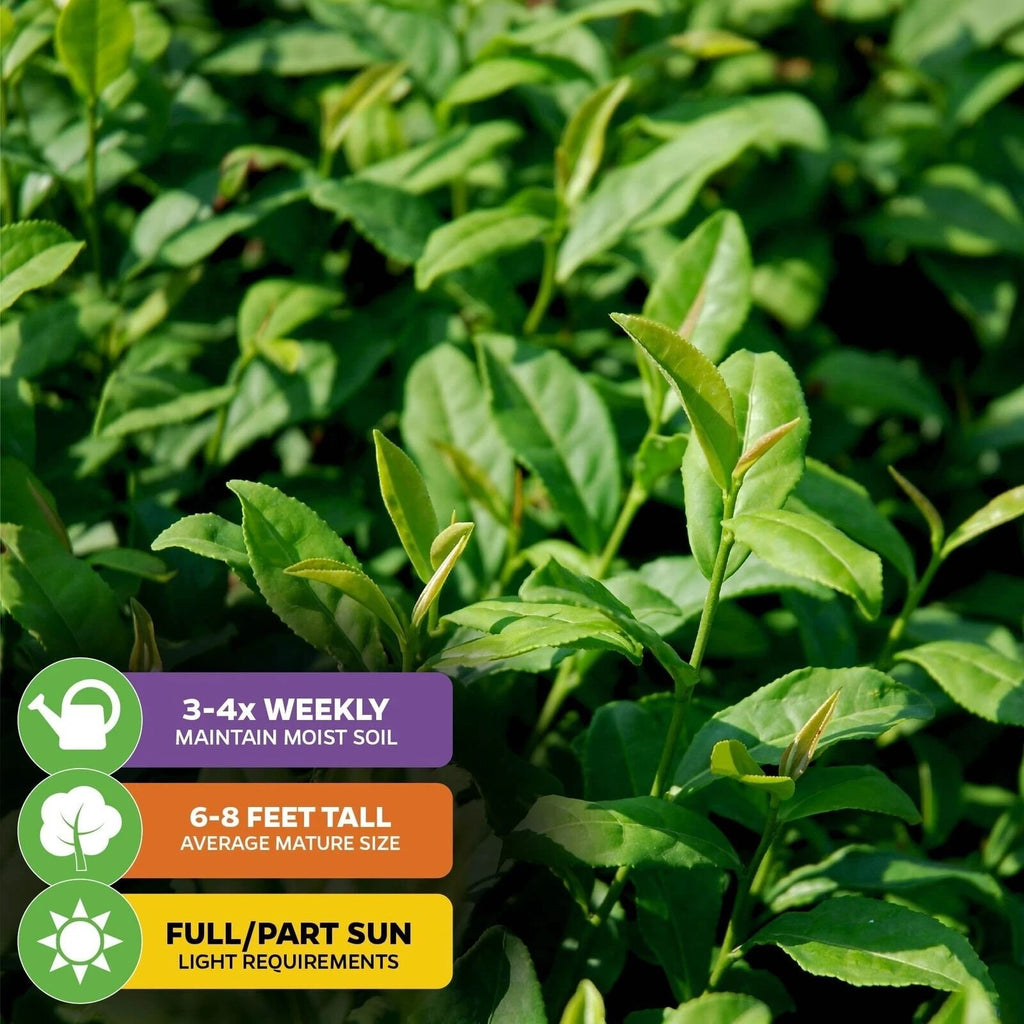 Tea Plant Green Tea - Camellia sinensis - Live Plant