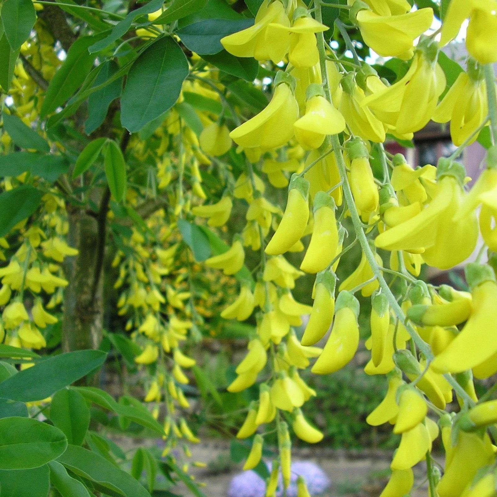 GOLDEN CHAIN TREE Laburnum Anagyroides - 20 SEEDS