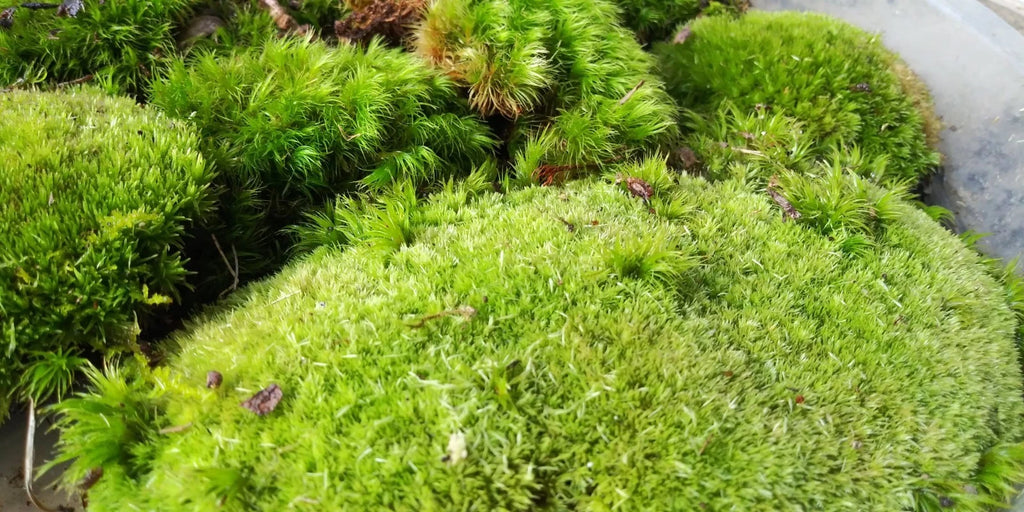 1 Gal. BAG Live KENTUCKY Mood/Fern/Shee