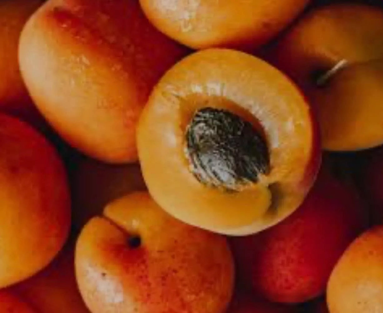 5 Organic Rare Delicious Royal Apricot live Cuttings for grafting Guaranteed.