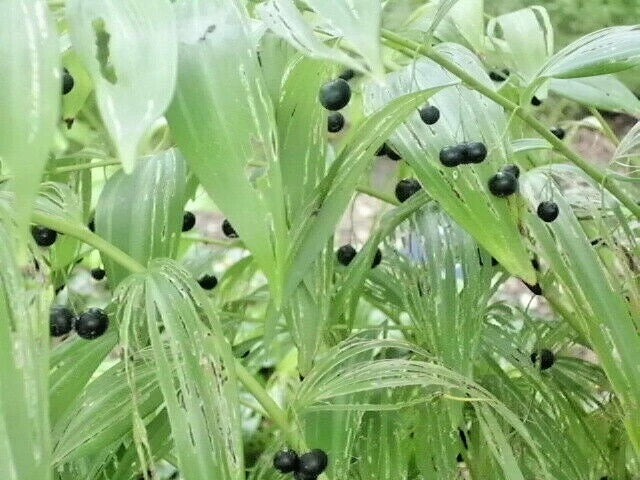 15 SILVER STRIPED SOLOMONS SEAL SEEEDS - Polygonatum falcatum 'Silver Lining'