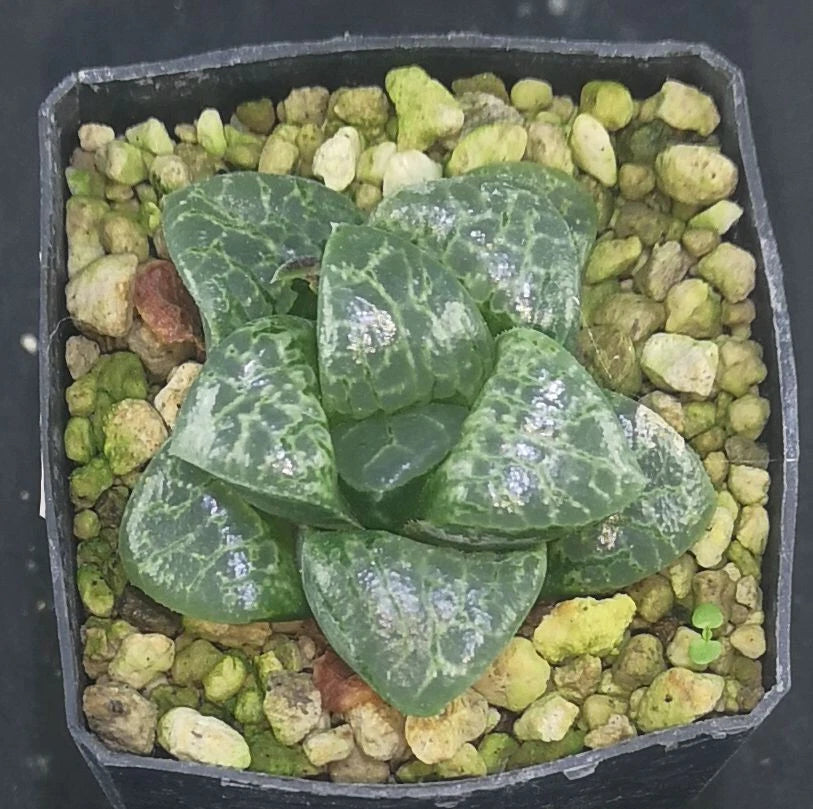 HW181 Haworthia 'Bubbles' Renny Wong hybrid, Read description!