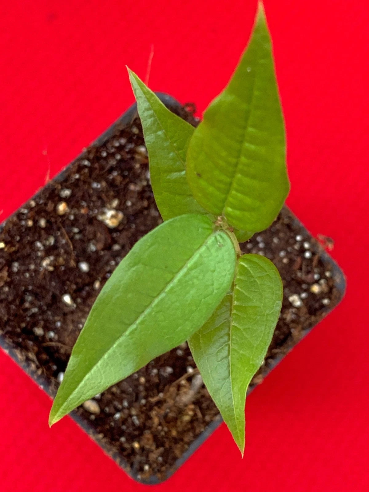 White Jaboticaba Plinia Aureana Large Leaf Brazilian Grape Fruit Tree Pot Plant