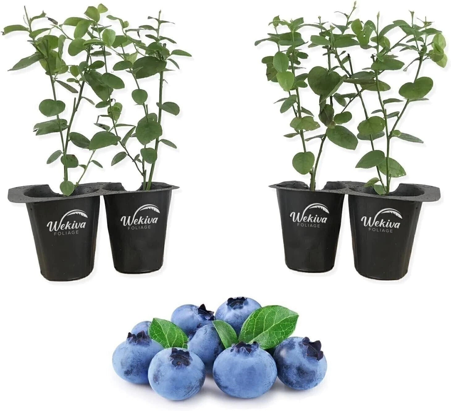 Blueberry Variety Pack - 4 Live Starter Plants - Four Live Starter Plants for...