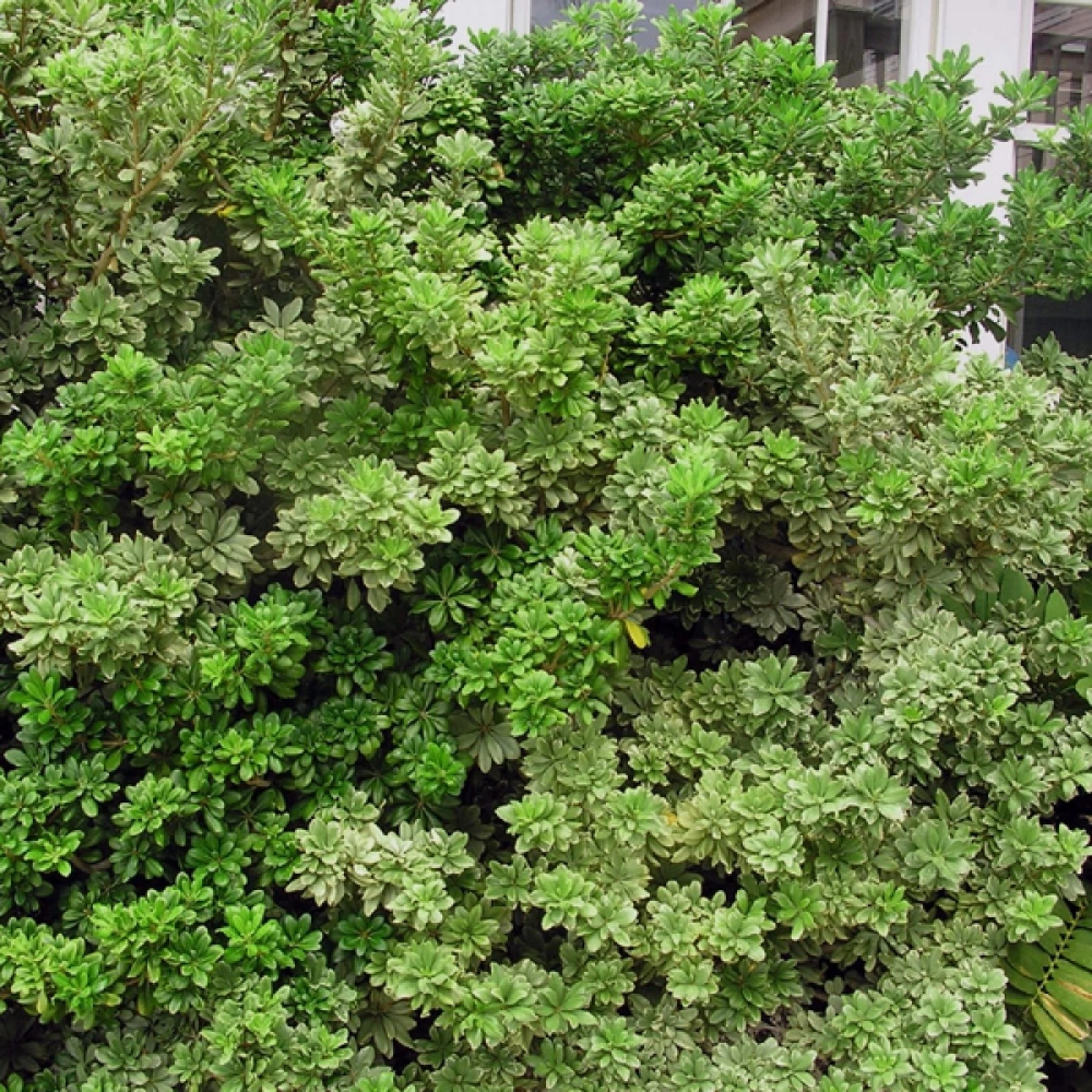 JAPANESE CHEESWOOD Pittosporum Tobira - 10+ SEEDS