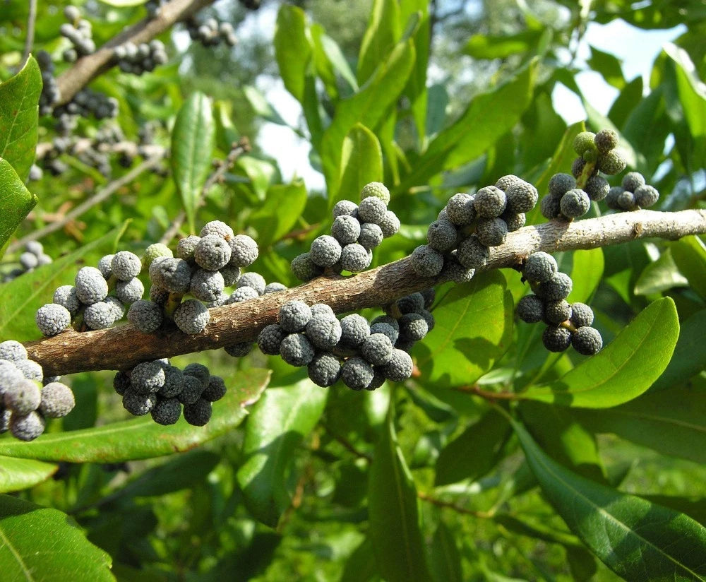WAX MYRTLE SOUTHERN Myrica Cerifera - 50+ SEEDS