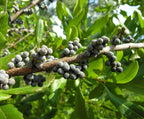 WAX MYRTLE SOUTHERN Myrica Cerifera - 50+ SEEDS