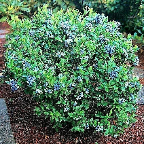 100+ Blueberry Seeds  - Dwarf Top Hat  | Low Bush Variety - Sweet Edible Fruits