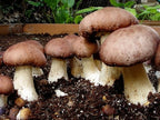 1 LB Wine Cap mushroom Grain Spawn US Seller!!!