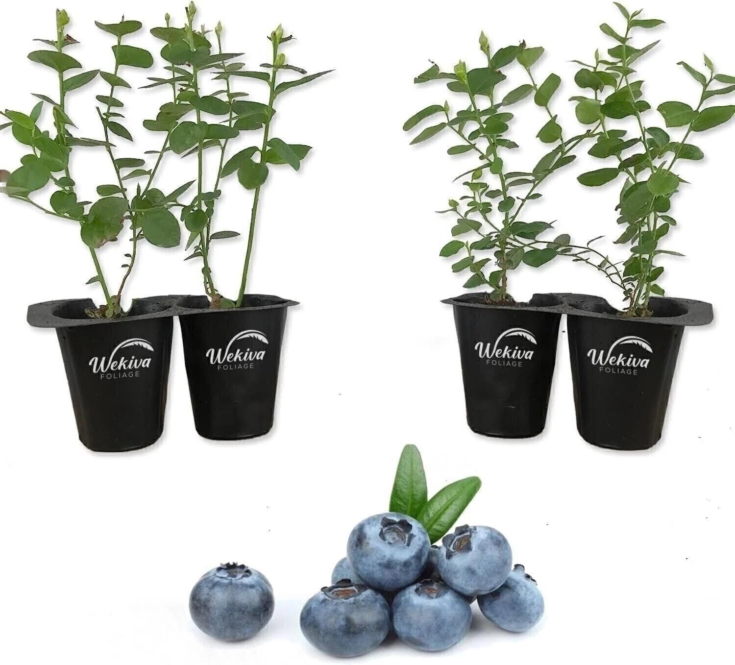 Blueberry Variety Pack - 4 Live Starter Plants - Four Live Starter Plants for...