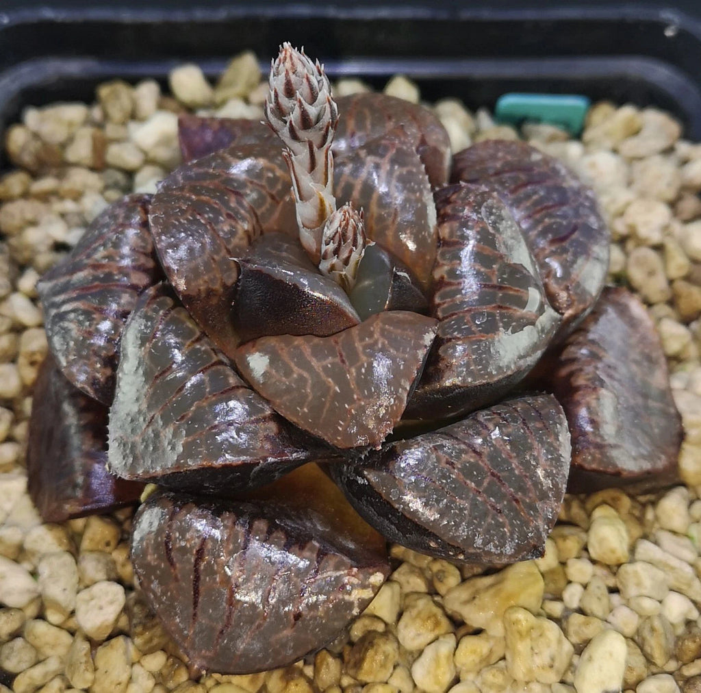 HW130 Haworthia springbokvlake