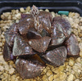 HW130 Haworthia springbokvlake