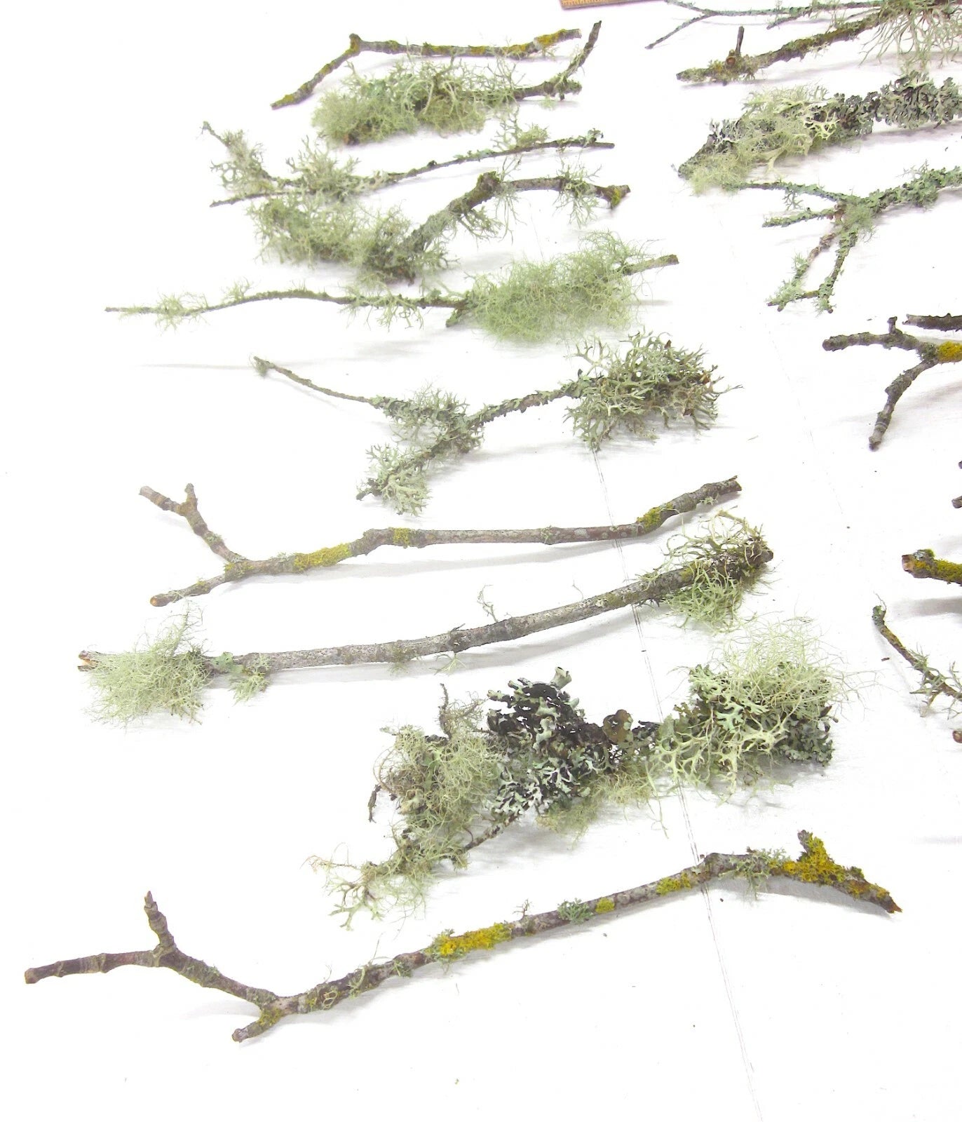 10 count 6-12 Live Lichen & Moss Covered Wood Sticks, Terrarium Fairy garden