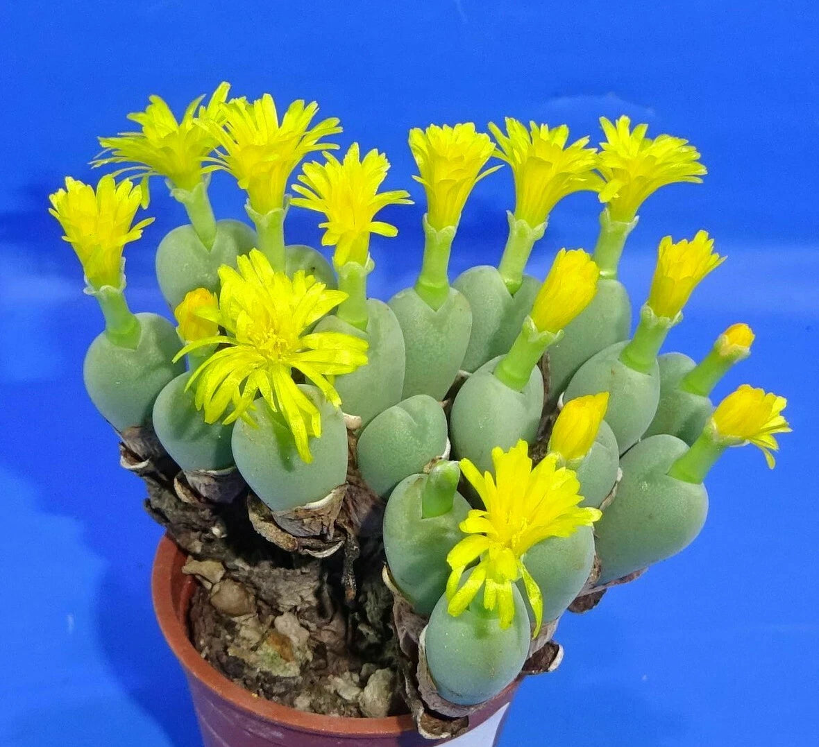 Conophytum meyeri , minimum 10 heads!, Phyto available