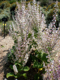 100 Clary Sage Seeds - Salvia sclarea - Non-GMO Medicinal Herb