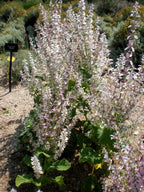 100 Clary Sage Seeds - Salvia sclarea - Non-GMO Medicinal Herb