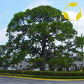 YELLOW SLASH PINE Pinus Elliottii - 10+ SEEDS