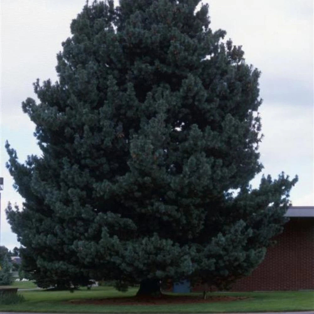 CALIFORNIA WHITE PINE Pinus Monticola - 20 SEEDS