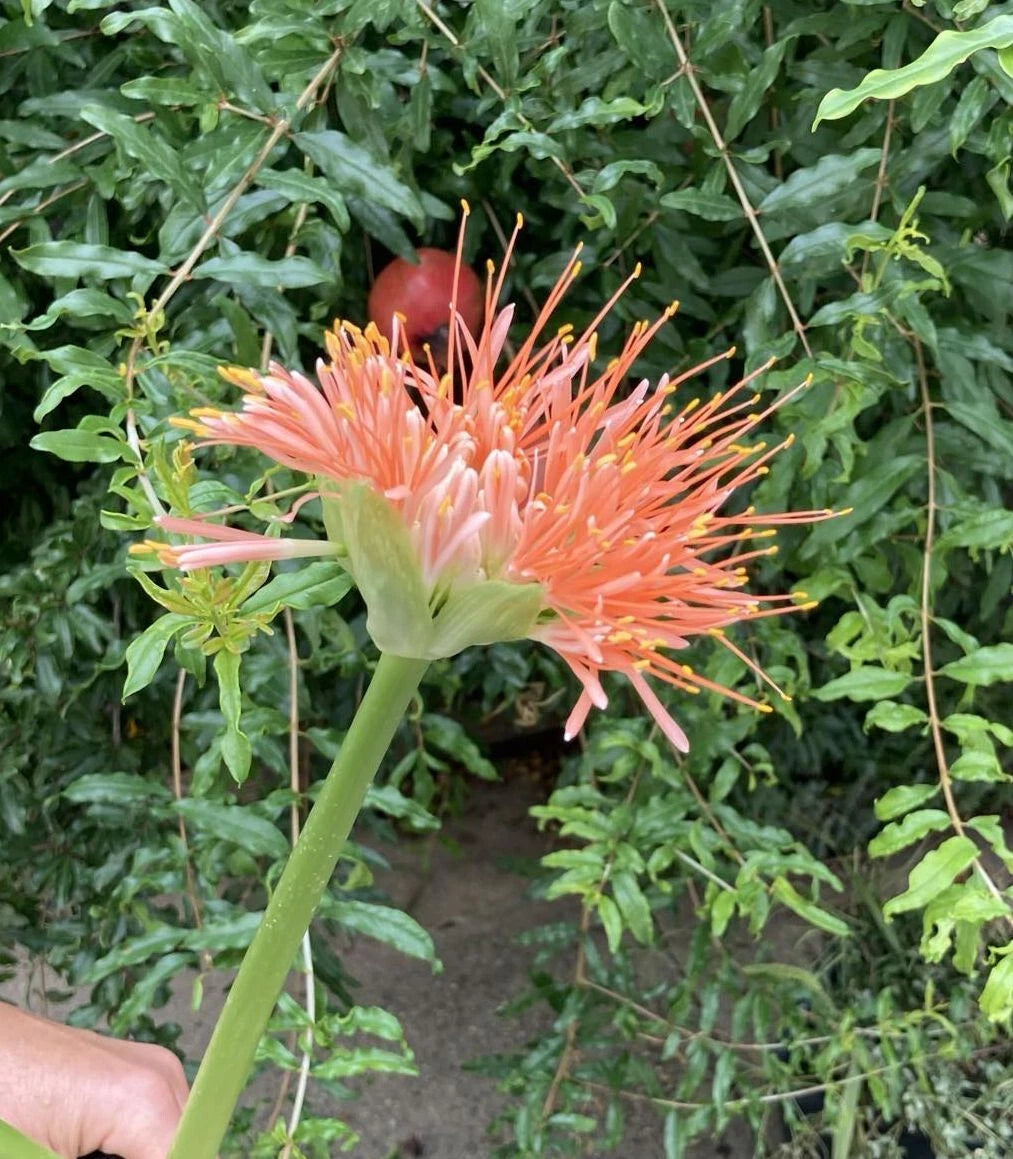 Scadoxus multiflorus, bulbs, caudex, euph Phyto available, read description!