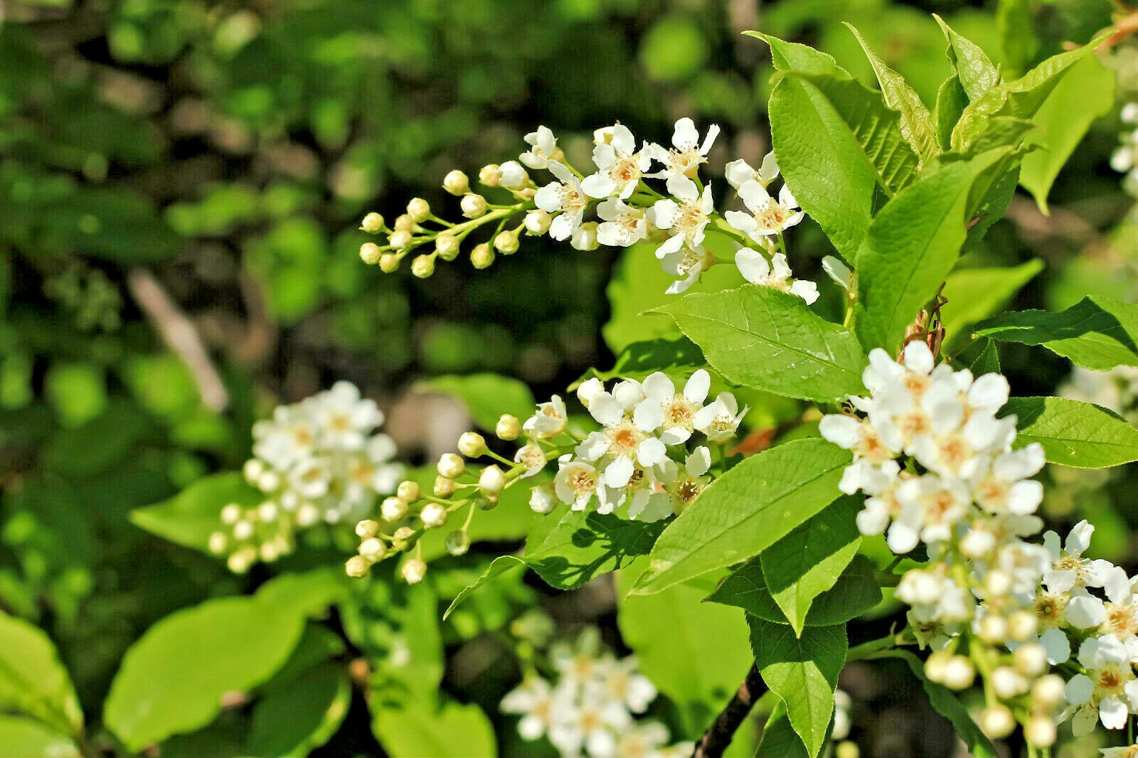 20 BLACK CHERRY SEEDS | SWEET EDIBLE FRUIT | USA Native Tree Prunus serotina
