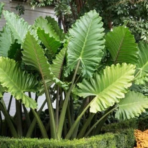 ***PORTORA*** Elephant Ear Alocasia Live Starter Plant**COLD HARDY**GETS HUGE!