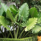 ***PORTORA*** Elephant Ear Alocasia Live Starter Plant**COLD HARDY**GETS HUGE!