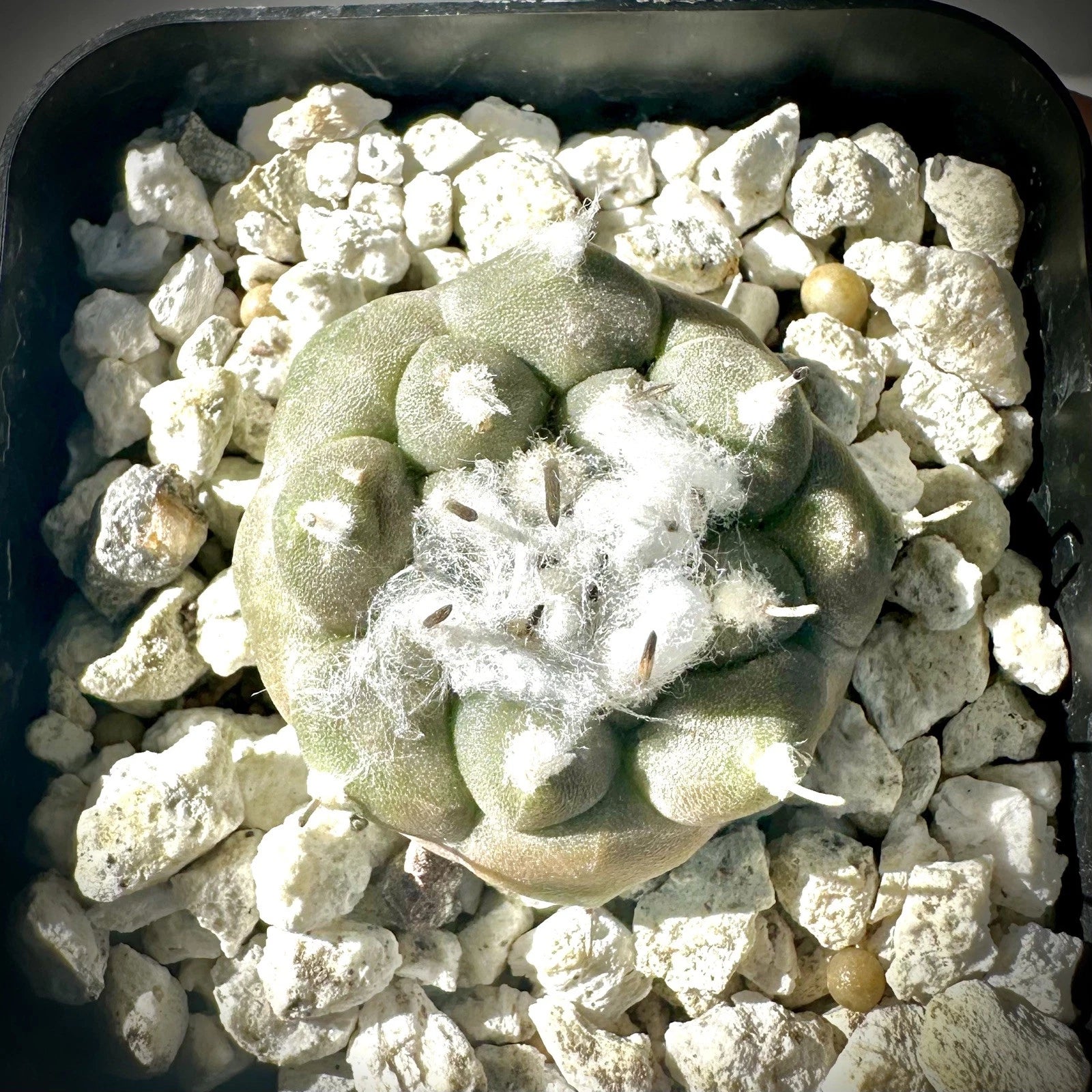 Turbinicarpus Jauernigii Seed Grown Cactus US SELLER