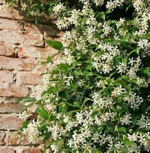 ~Night Blooming Jasmine~ Cestrum Nocturnum~ Live Plant~ Intensely Fragrant~