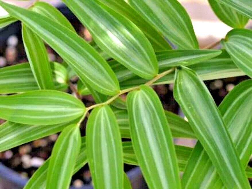 15 SILVER STRIPED SOLOMONS SEAL SEEEDS - Polygonatum falcatum 'Silver Lining'