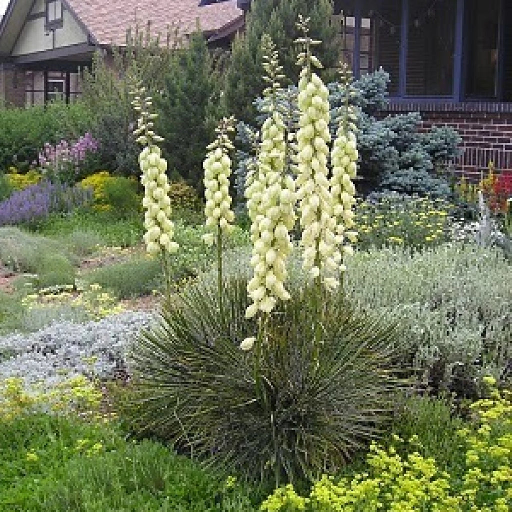SOAP WEED Yucca Glauca - 25+ SEEDS