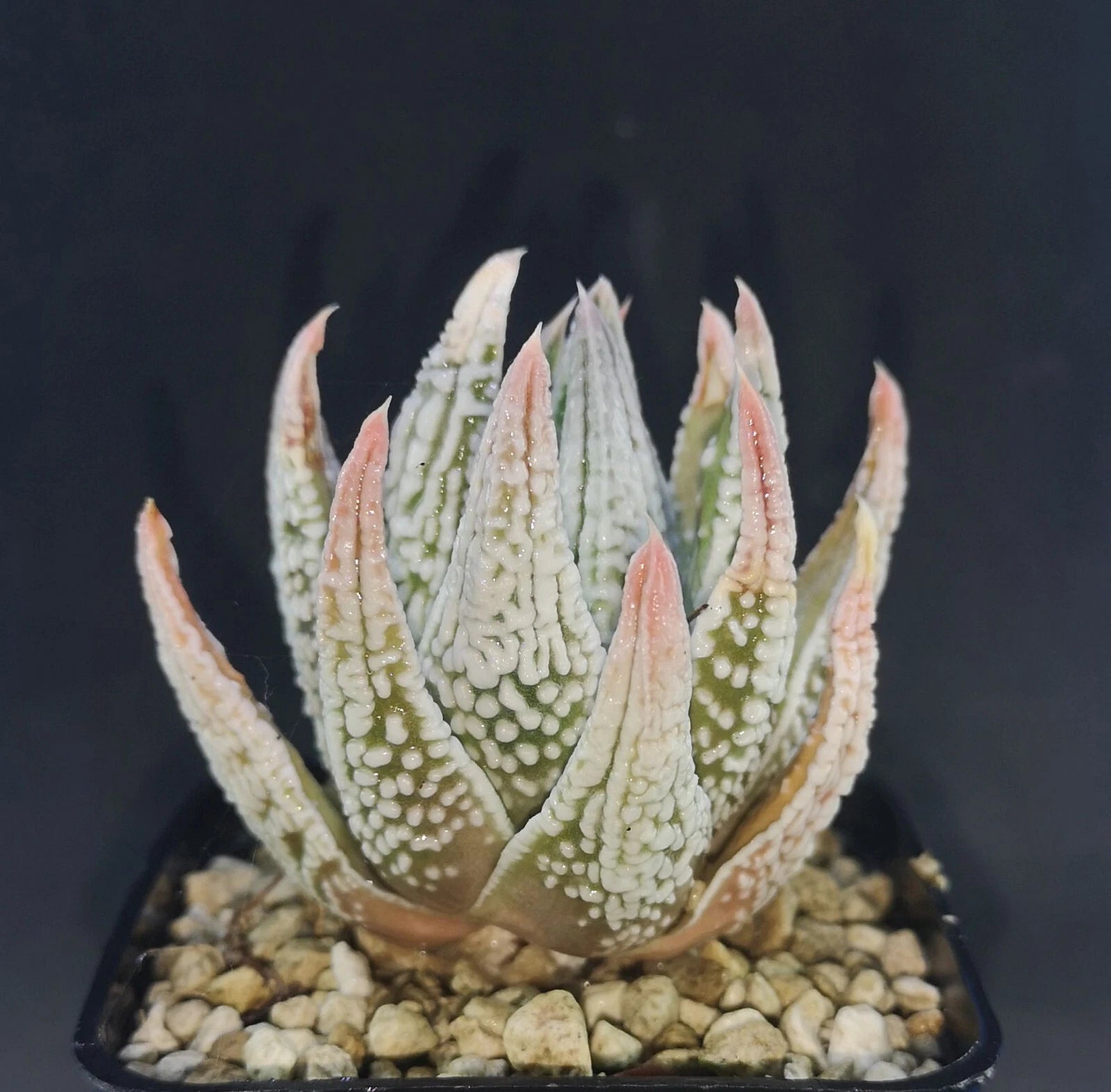 HW179 Haworthia  Tulista ' EMPEROR' ,  read description!