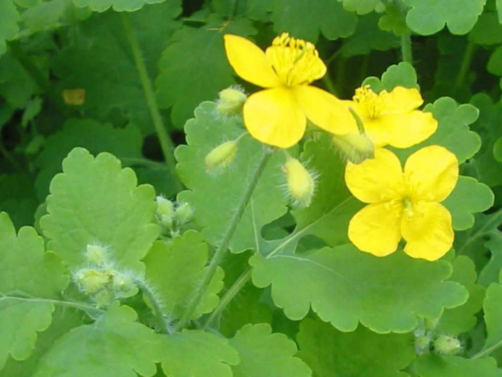 25+ Seeds of Medicinal Greater Celandine Plant Chelidonium Majus Organic