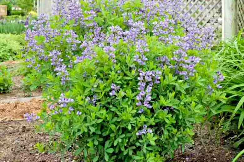 15 PURPLE SMOKE FALSE INDIGO SEEEDS - Baptisia ¡®Purple Smoke¡¯