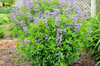 15 PURPLE SMOKE FALSE INDIGO SEEEDS - Baptisia ¡®Purple Smoke¡¯