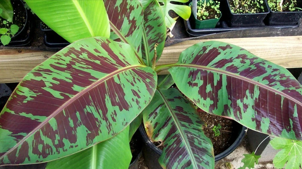 Musa - 'Zebrina' - Live Banana Plant