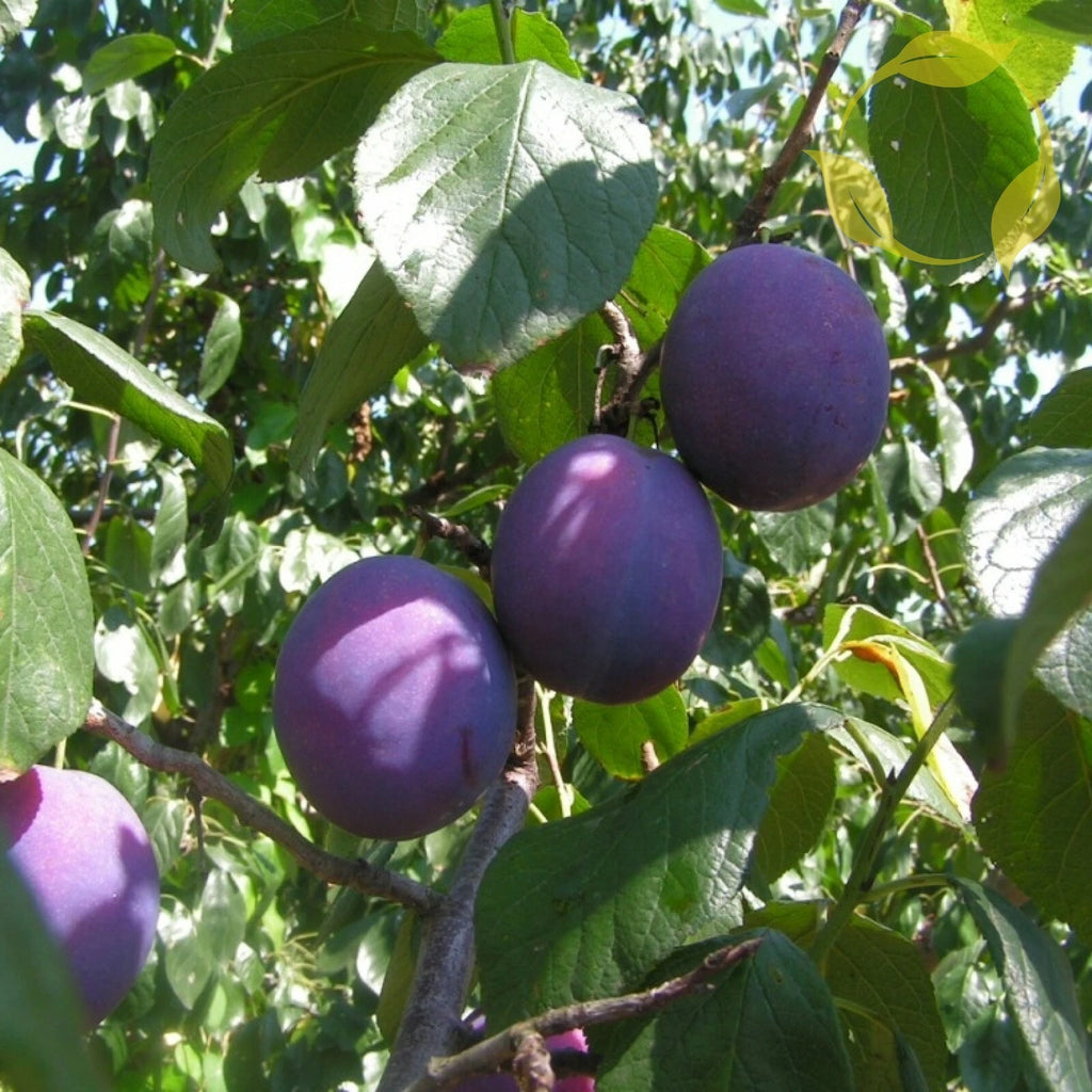 EUROPEAN PLUM Prunus Domestica - 5 SEEDS