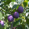 EUROPEAN PLUM Prunus Domestica - 5 SEEDS