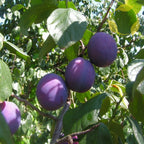 EUROPEAN PLUM Prunus Domestica - 5 SEEDS