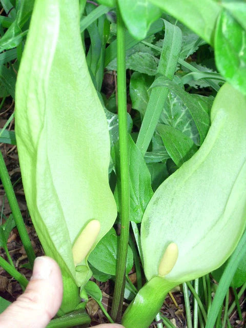 15 ITALIAN ARUM SEEEDS - ARUM ITALICUM