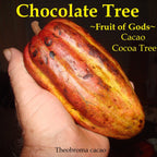 ~CACAO~ 3-4ft Cocoa healthy Chocolate Tree Tropical Fruit LARGE POT'D plant