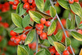 15 FRANCHETII'S COTONEATER SEEDS - Cotoneaster franchetii