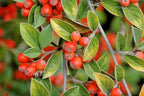 15 FRANCHETII'S COTONEATER SEEDS - Cotoneaster franchetii