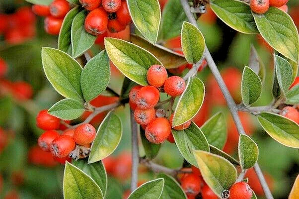 15 FRANCHETII'S COTONEATER SEEDS - Cotoneaster franchetii