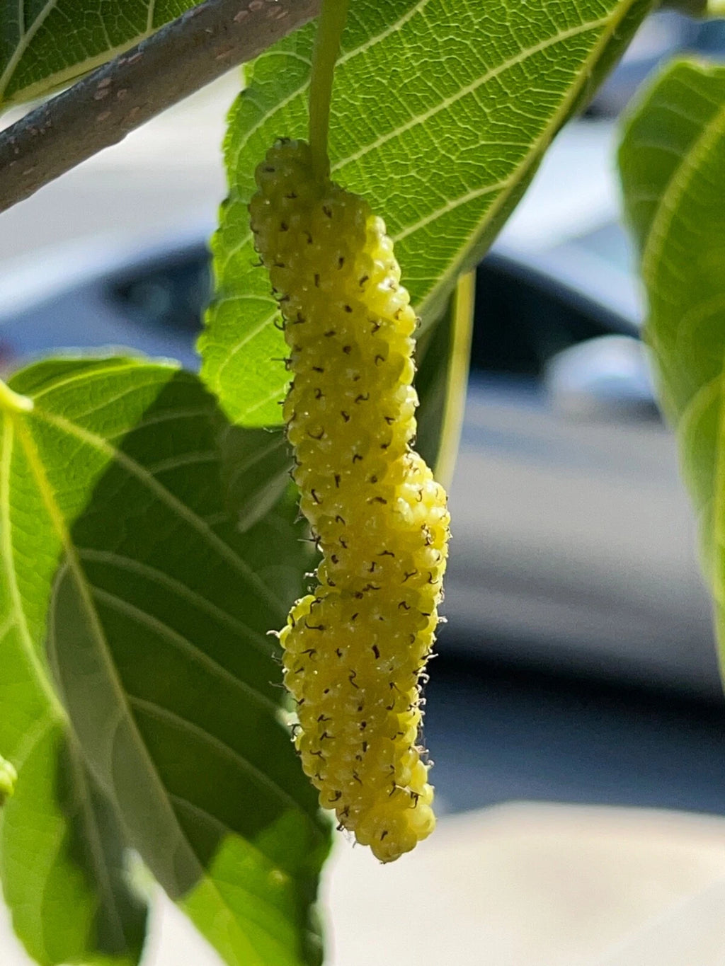 10x White Delicious Super Sweet Shahtoot Mulberry Organic unrooted cuttings