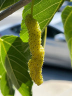 10x White Delicious Super Sweet Shahtoot Mulberry Organic unrooted cuttings