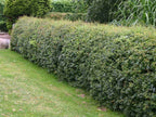 ENGLISH ONESEED HAWTHORN Crataegus Monogyna - 10 SEEDS. FREE S&H