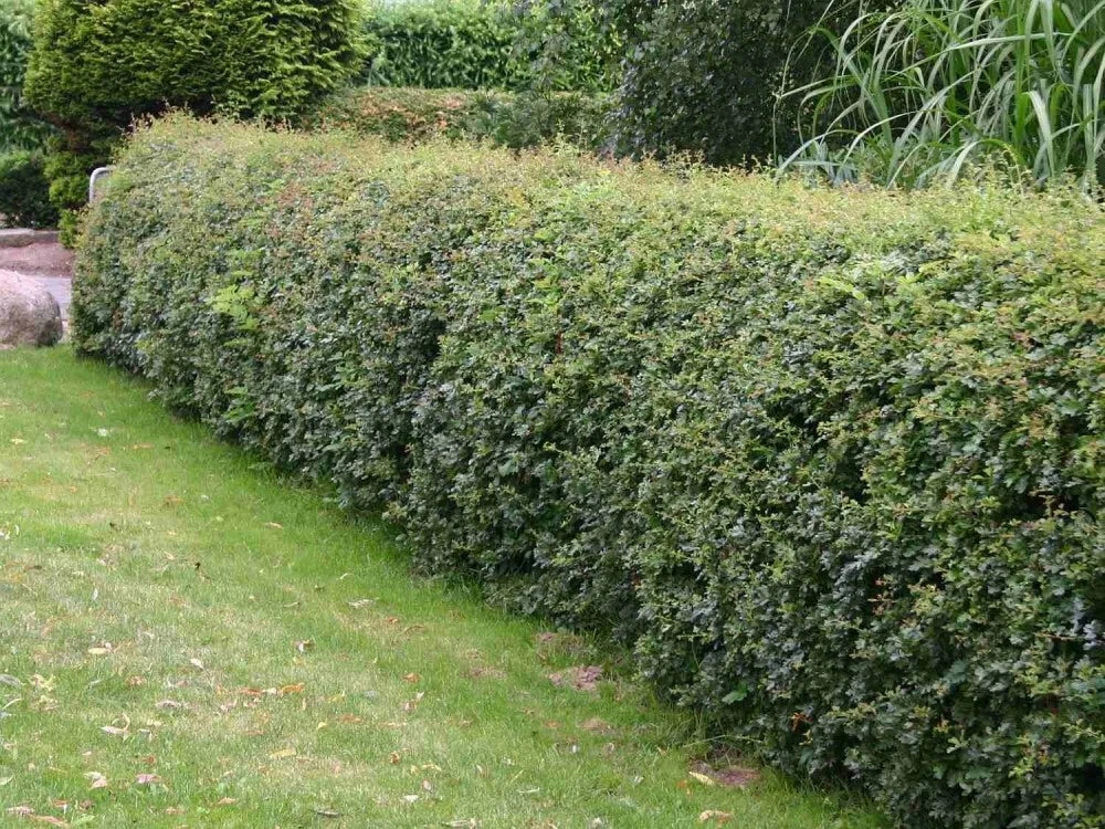 ENGLISH ONESEED HAWTHORN Crataegus Monogyna - 10 SEEDS. FREE S&H